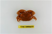 藏品(平背蜞)的圖片